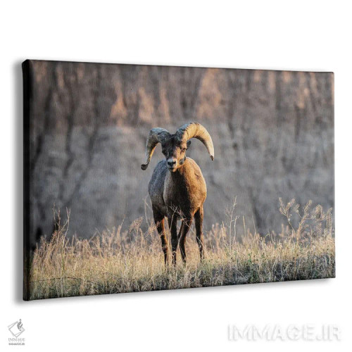 تابلو دکوراتیو گوسفند شاخ بزرگ اثر هدر رابرسون - نمای پرسپکتیو محصول