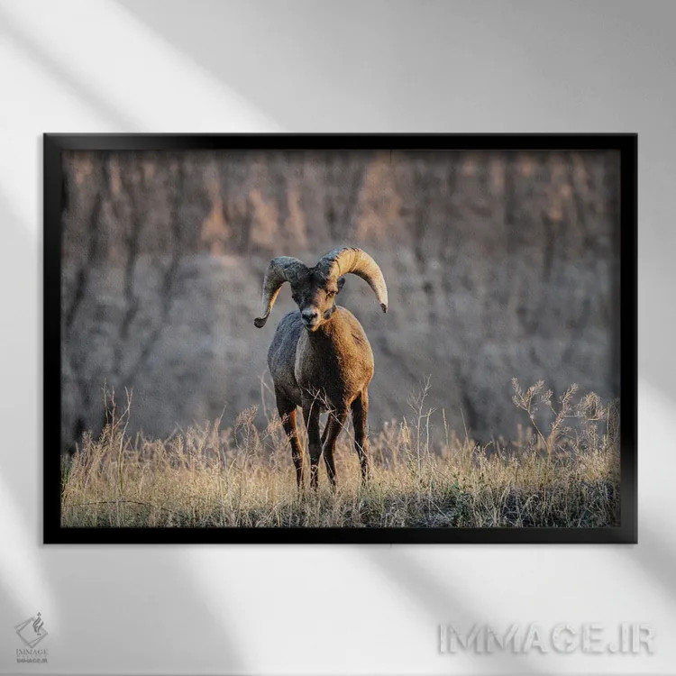 تابلو دکوراتیو گوسفند شاخ بزرگ اثر هدر رابرسون - نمای قابدار مشکی