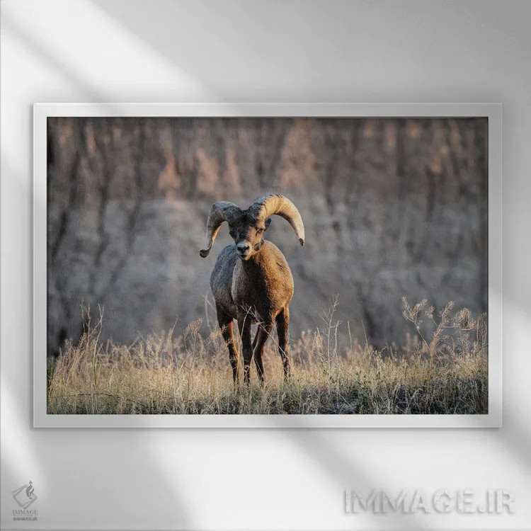 تابلو دکوراتیو گوسفند شاخ بزرگ اثر هدر رابرسون - نمای قابدار سفید