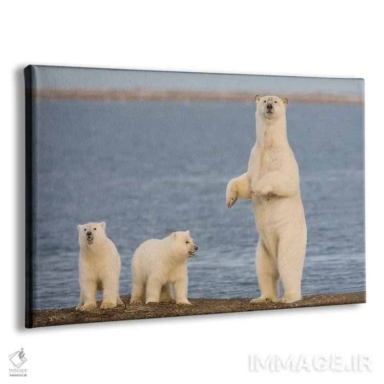 تابلو دکوراتیو Coast Of ANWR, Alaska,دو توله خرس قطبی با مادرشان، سواحل منطقه ح… اثر هیو رز - نمای پرسپکتیو محصول