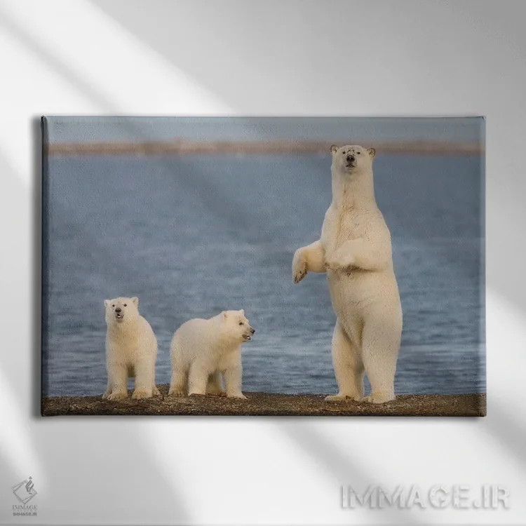 تابلو دکوراتیو Coast Of ANWR, Alaska,دو توله خرس قطبی با مادرشان، سواحل منطقه ح… اثر هیو رز - نمای روبهرو روی دیوار