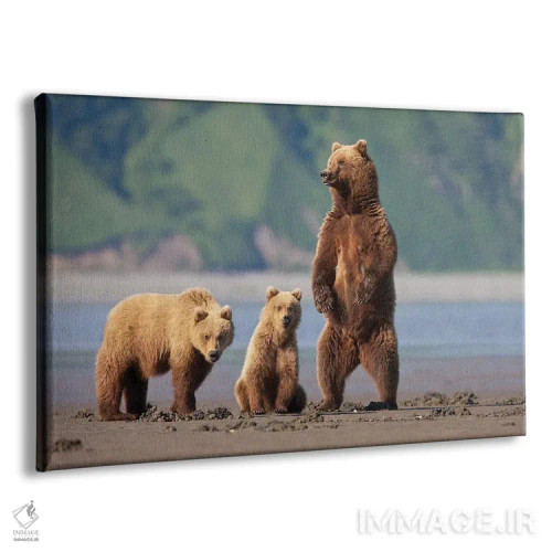 تابلو دکوراتیو Katmai Coast, Alaska,مادر خرس قهوه ای و توله هایش در گل دشت های… اثر هیو رز - نمای پرسپکتیو محصول