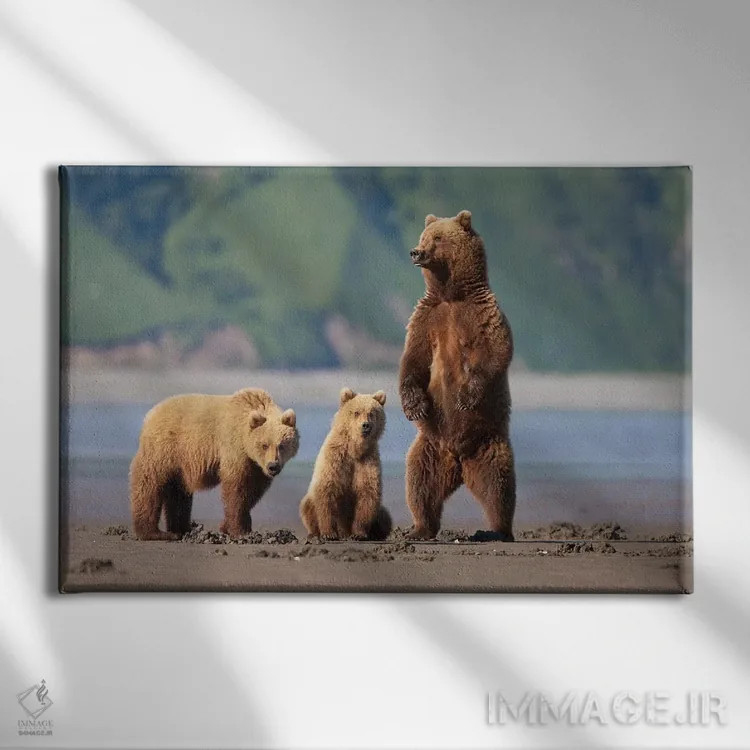 تابلو دکوراتیو Katmai Coast, Alaska,مادر خرس قهوه ای و توله هایش در گل دشت های… اثر هیو رز - نمای روبهرو روی دیوار