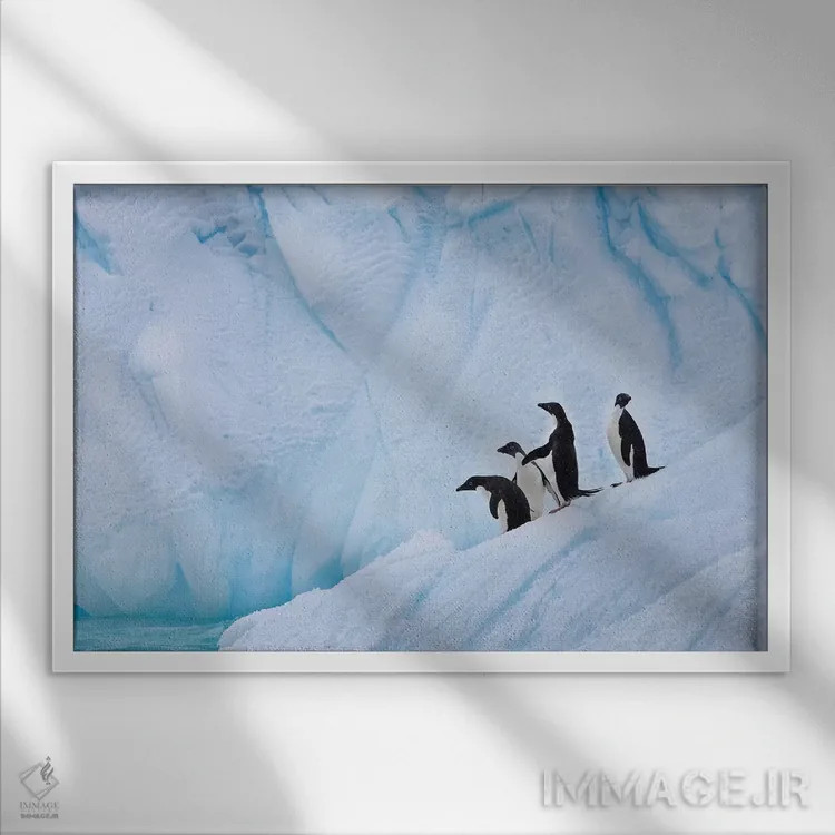 تابلو دکوراتیو Paulet Island,پنگوئن های آدلی، جزیره پالت اثر هیو رز - نمای قابدار سفید