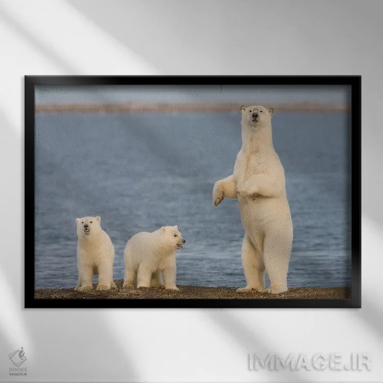 تابلو دکوراتیو Coast Of ANWR, Alaska,دو توله خرس قطبی با مادرشان، سواحل منطقه ح… اثر هیو رز - نمای قابدار مشکی