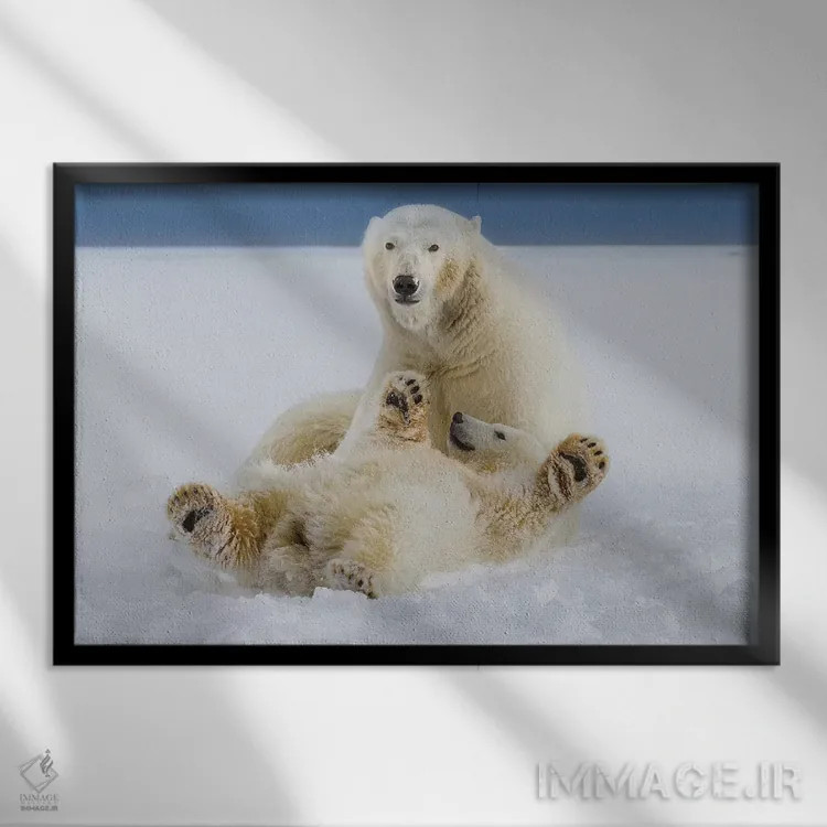 تابلو دکوراتیو ANWR, Northern Alaska,خرس قطبی ماده و توله اش در برف در لبه یخ ه… اثر هیو رز - نمای قابدار مشکی