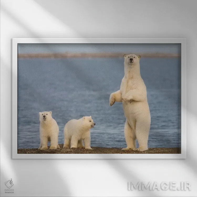 تابلو دکوراتیو Coast Of ANWR, Alaska,دو توله خرس قطبی با مادرشان، سواحل منطقه ح… اثر هیو رز - نمای قابدار سفید