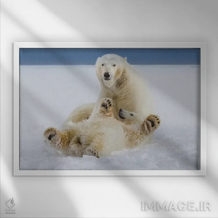 تابلو دکوراتیو ANWR, Northern Alaska,خرس قطبی ماده و توله اش در برف در لبه یخ ه… اثر هیو رز - نمای قابدار سفید