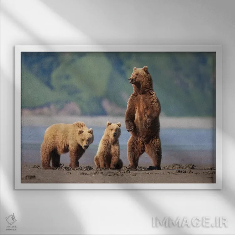 تابلو دکوراتیو Katmai Coast, Alaska,مادر خرس قهوه ای و توله هایش در گل دشت های… اثر هیو رز - نمای قابدار سفید