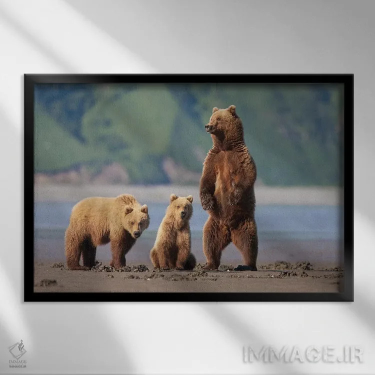 تابلو دکوراتیو Katmai Coast, Alaska,مادر خرس قهوه ای و توله هایش در گل دشت های… اثر هیو رز - نمای قابدار مشکی