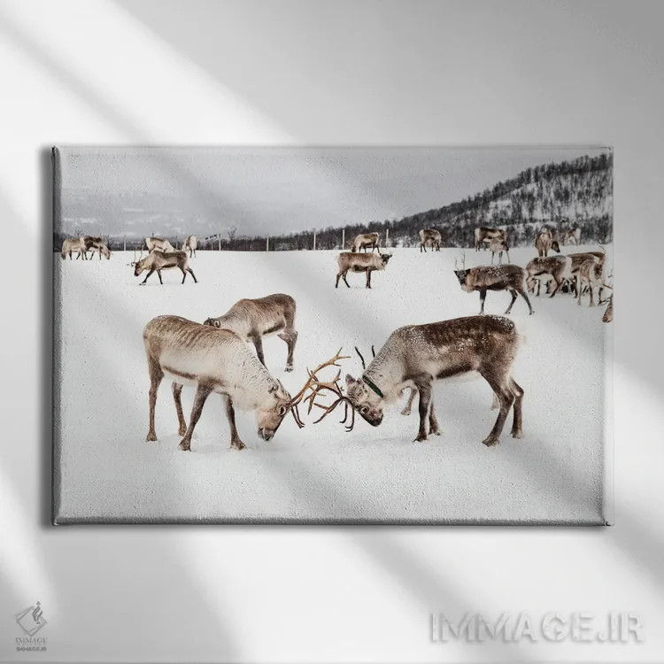تابلو دکوراتیو بازی گوزن های شمالی در برف اثر هنریکه شنک - نمای روبهرو روی دیوار