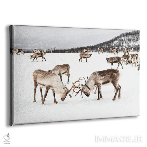تابلو دکوراتیو بازی گوزن های شمالی در برف اثر هنریکه شنک - نمای پرسپکتیو محصول