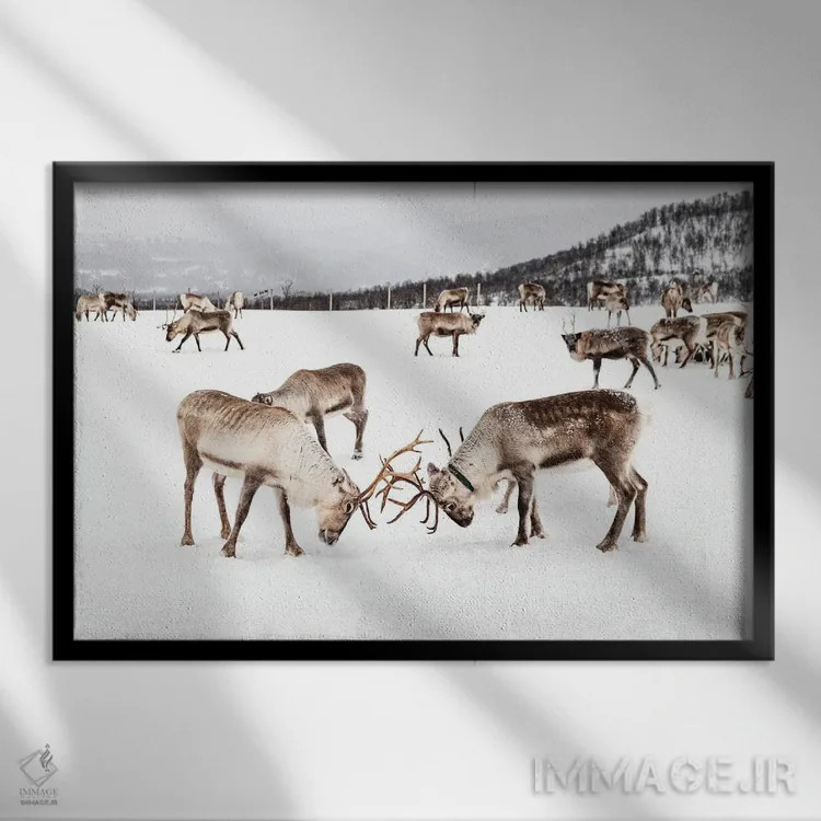 تابلو دکوراتیو بازی گوزن های شمالی در برف اثر هنریکه شنک - نمای قابدار مشکی