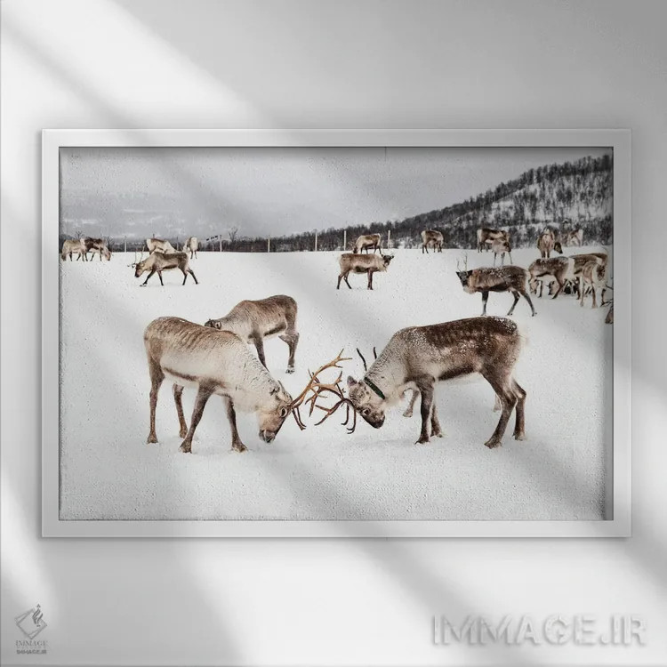 تابلو دکوراتیو بازی گوزن های شمالی در برف اثر هنریکه شنک - نمای قابدار سفید