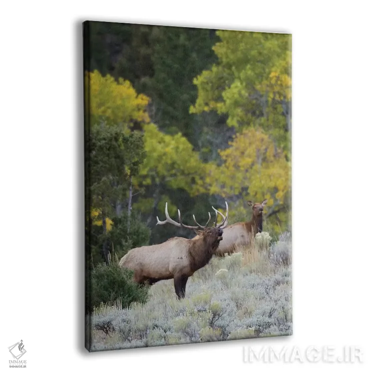 تابلو دکوراتیو گوزن نر راکی در حال آوای جفت خواهی اثر کن آرچر - نمای پرسپکتیو محصول