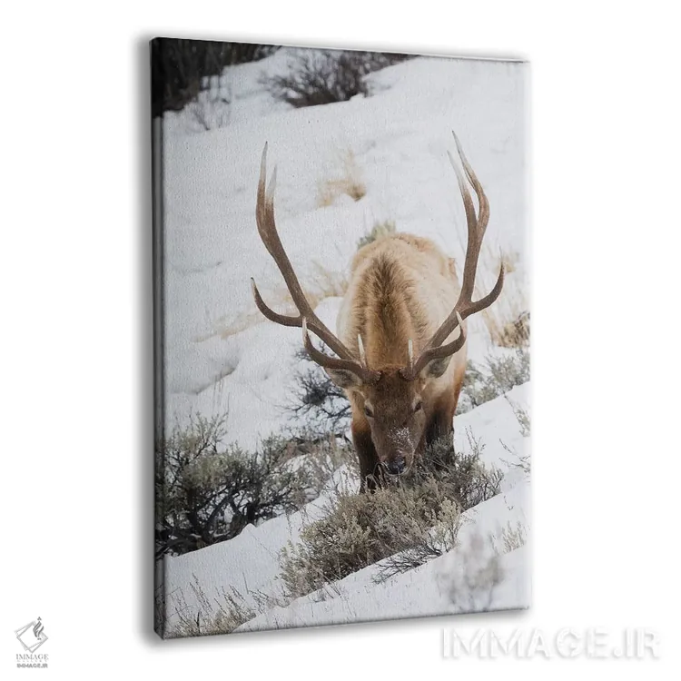 تابلو دکوراتیو winter survival,بقای گوزن نر کوهستان راکی در زمستان اثر کن آرچر - نمای پرسپکتیو محصول