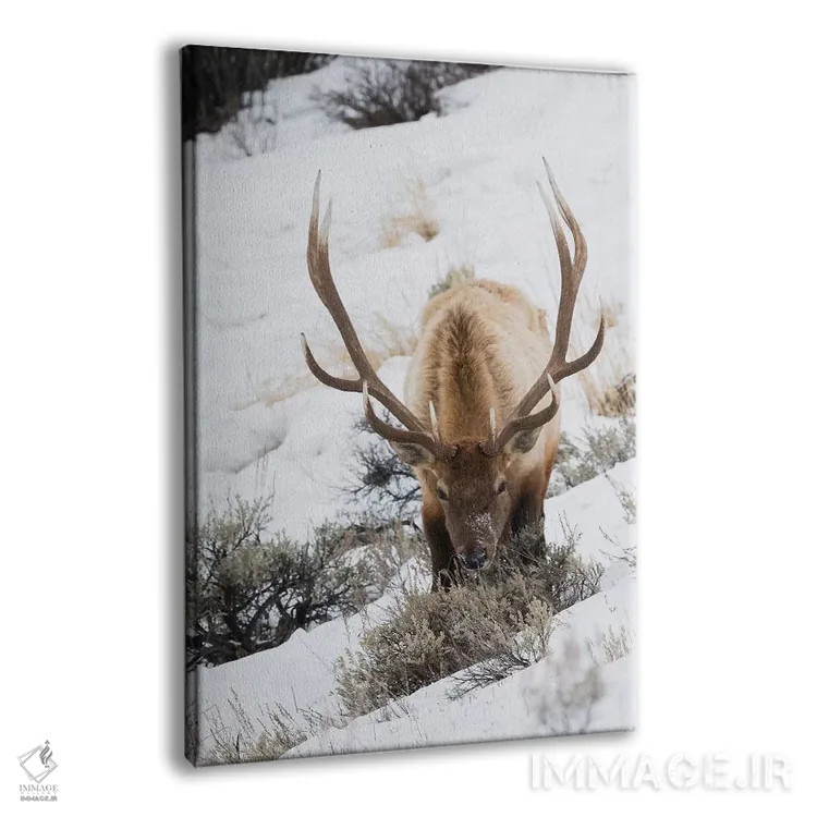 تابلو دکوراتیو winter survival,بقای گوزن نر کوهستان راکی در زمستان اثر کن آرچر - نمای پرسپکتیو محصول