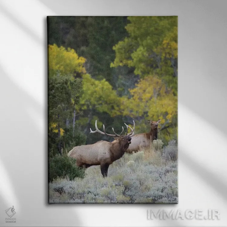 تابلو دکوراتیو گوزن نر راکی در حال آوای جفت خواهی اثر کن آرچر - نمای روبهرو روی دیوار