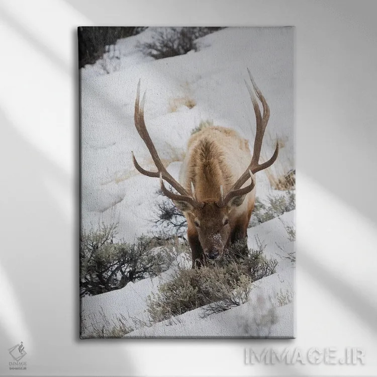 تابلو دکوراتیو winter survival,بقای گوزن نر کوهستان راکی در زمستان اثر کن آرچر - نمای روبهرو روی دیوار