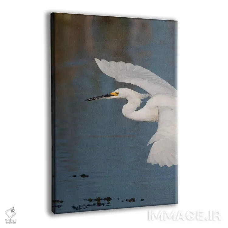 تابلو دکوراتیو پرواز اگرت برفی اثر کن آرچر - نمای پرسپکتیو محصول