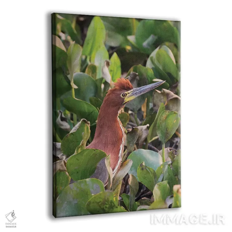 تابلو دکوراتیو حواصیل ببرگون قهوه ای اثر کن آرچر - نمای پرسپکتیو محصول