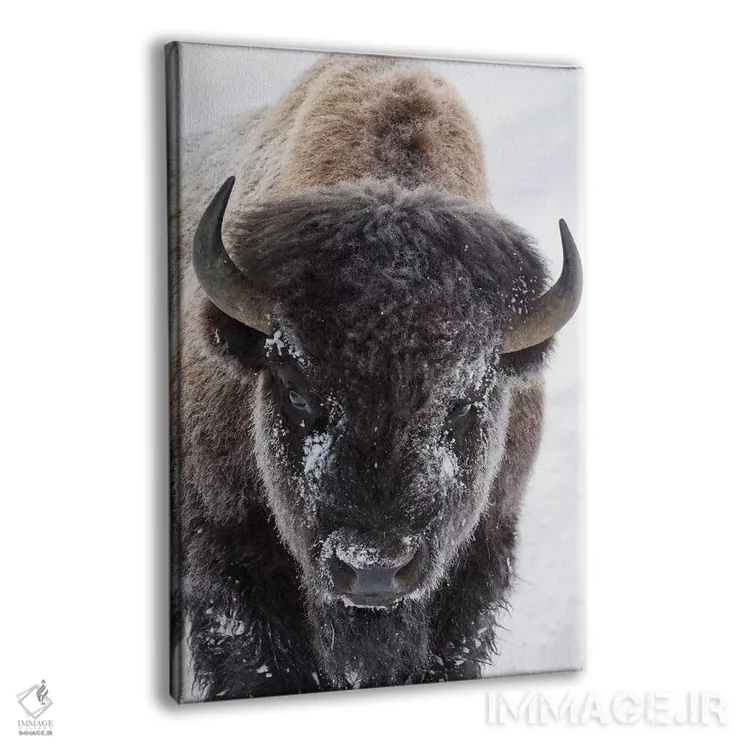 تابلو دکوراتیو Yellowstone National Park,گاومیش کوهان دار آمریکایی، پارک ملی ی… اثر کن آرچر - نمای پرسپکتیو محصول