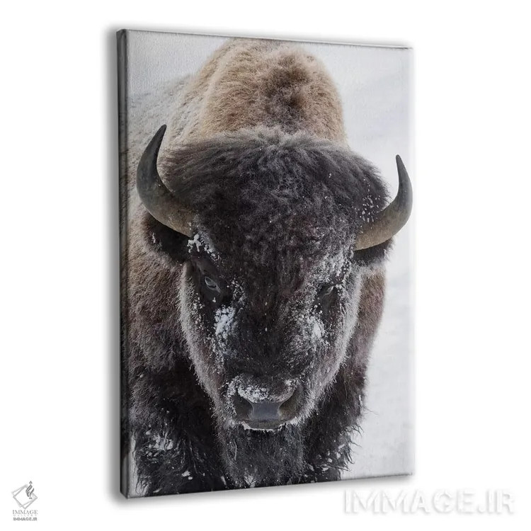 تابلو دکوراتیو Yellowstone National Park,گاومیش کوهان دار آمریکایی، پارک ملی ی… اثر کن آرچر - نمای پرسپکتیو محصول
