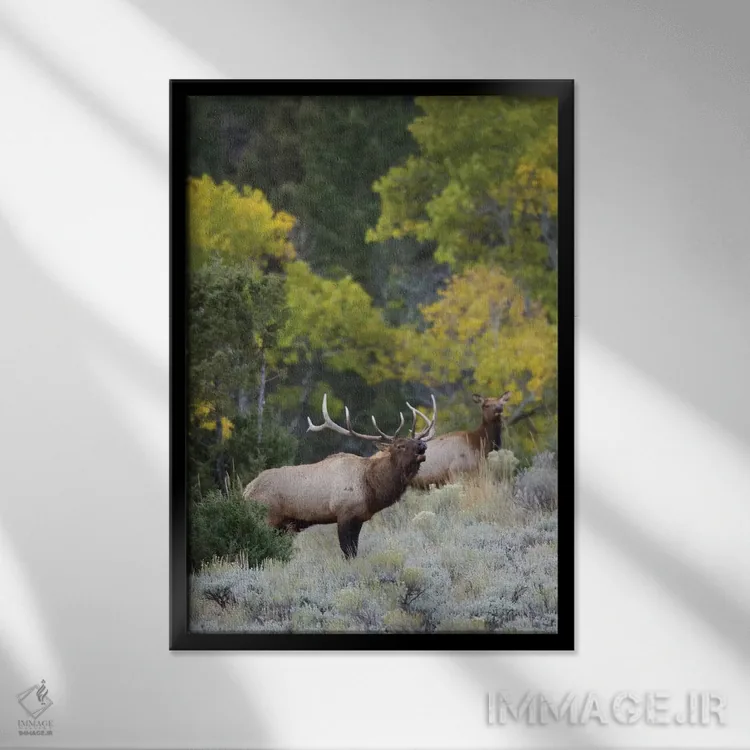 تابلو دکوراتیو گوزن نر راکی در حال آوای جفت خواهی اثر کن آرچر - نمای قابدار مشکی