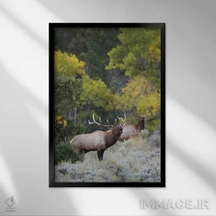 تابلو دکوراتیو گوزن نر راکی در حال آوای جفت خواهی اثر کن آرچر - نمای قابدار مشکی