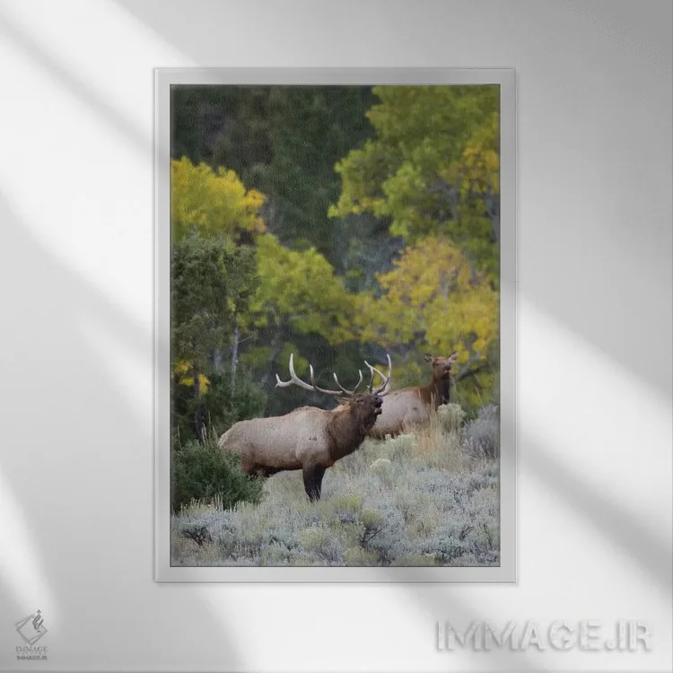 تابلو دکوراتیو گوزن نر راکی در حال آوای جفت خواهی اثر کن آرچر - نمای قابدار سفید