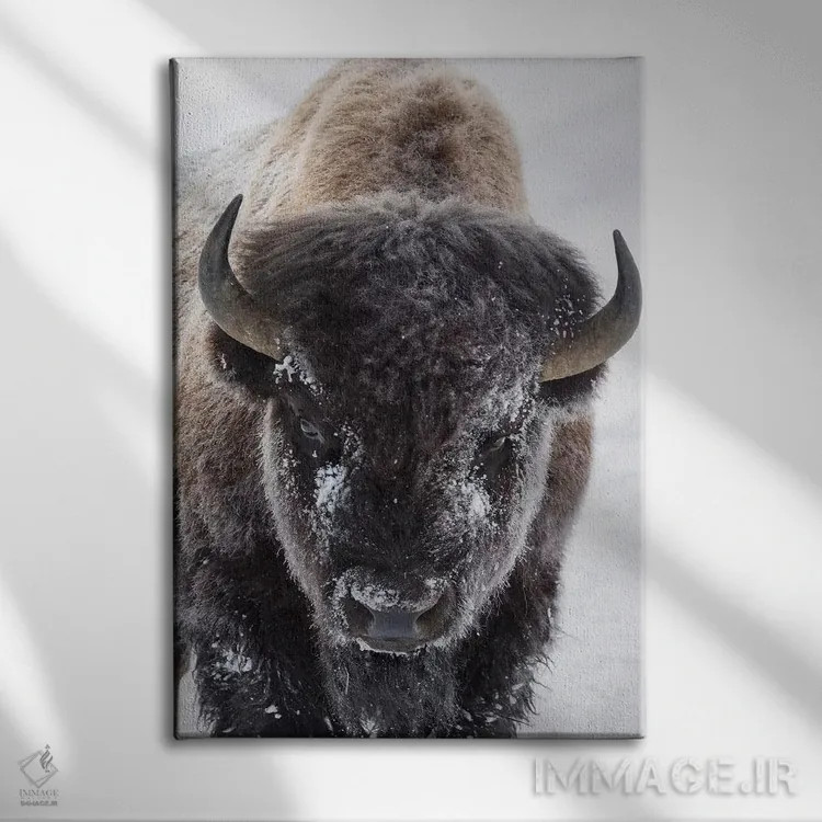 تابلو دکوراتیو Yellowstone National Park,گاومیش کوهان دار آمریکایی، پارک ملی ی… اثر کن آرچر - نمای روبهرو روی دیوار