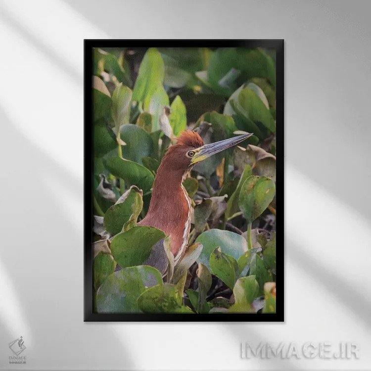 تابلو دکوراتیو حواصیل ببرگون قهوه ای اثر کن آرچر - نمای قابدار مشکی