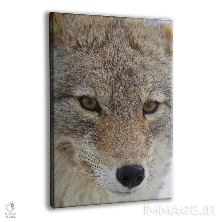 تابلو دکوراتیو نمای نزدیک کایوت اثر کن آرچر - نمای پرسپکتیو محصول