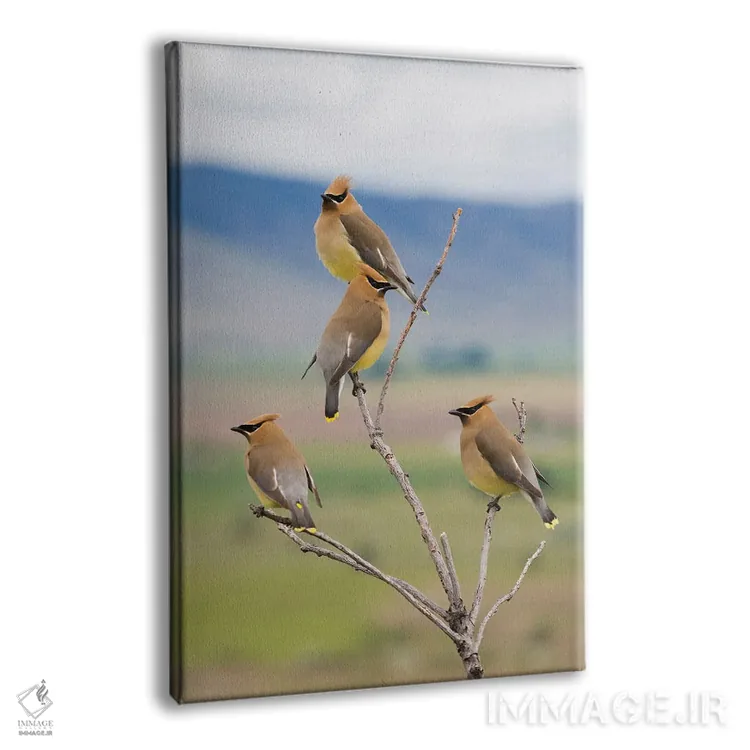 تابلو دکوراتیو Spring Migration,سدار وکس وینگ ها، مهاجرت بهاری اثر کن آرچر - نمای پرسپکتیو محصول