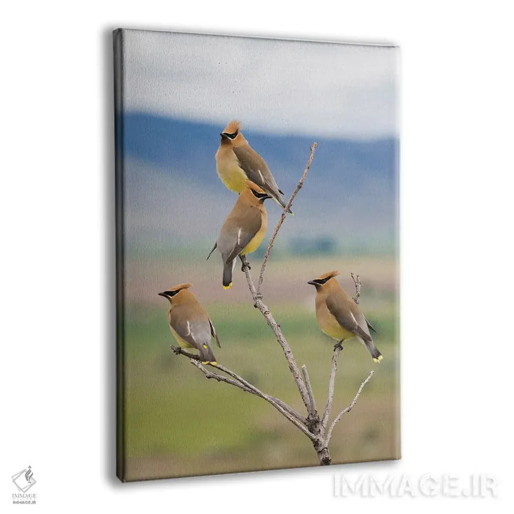 تابلو دکوراتیو Spring Migration,سدار وکس وینگ ها، مهاجرت بهاری اثر کن آرچر - نمای پرسپکتیو محصول