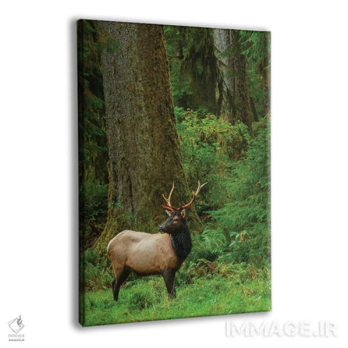 تابلو دکوراتیو Pacific Northwest Rainforest I,گوزن شاخ پهن روزولت نر، جنگل بار… اثر کن آرچر - نمای پرسپکتیو محصول