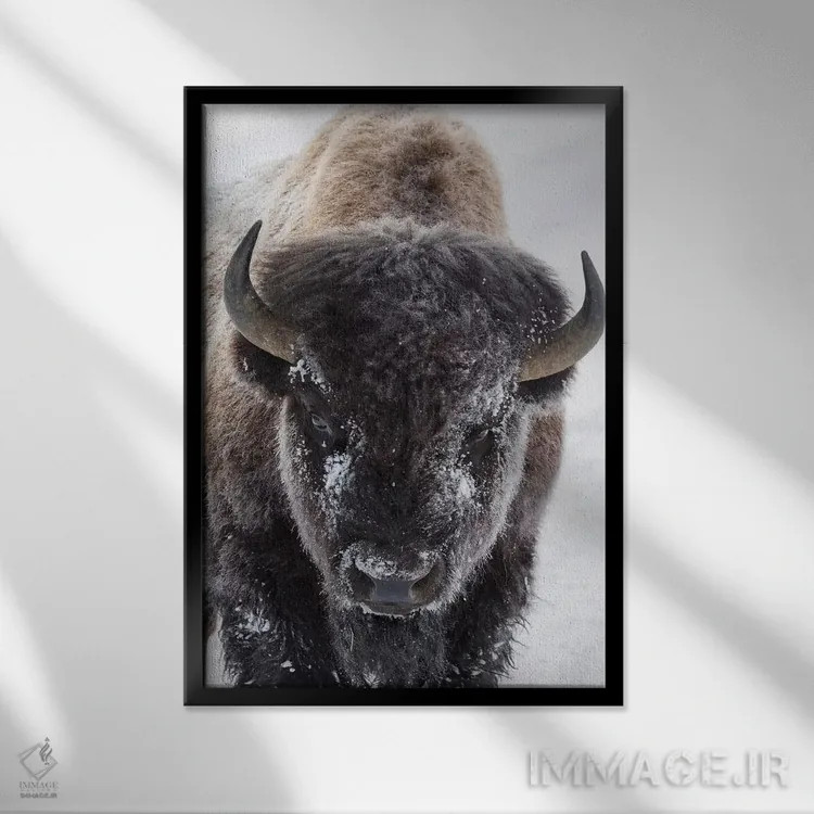 تابلو دکوراتیو Yellowstone National Park,گاومیش کوهان دار آمریکایی، پارک ملی ی… اثر کن آرچر - نمای قابدار مشکی