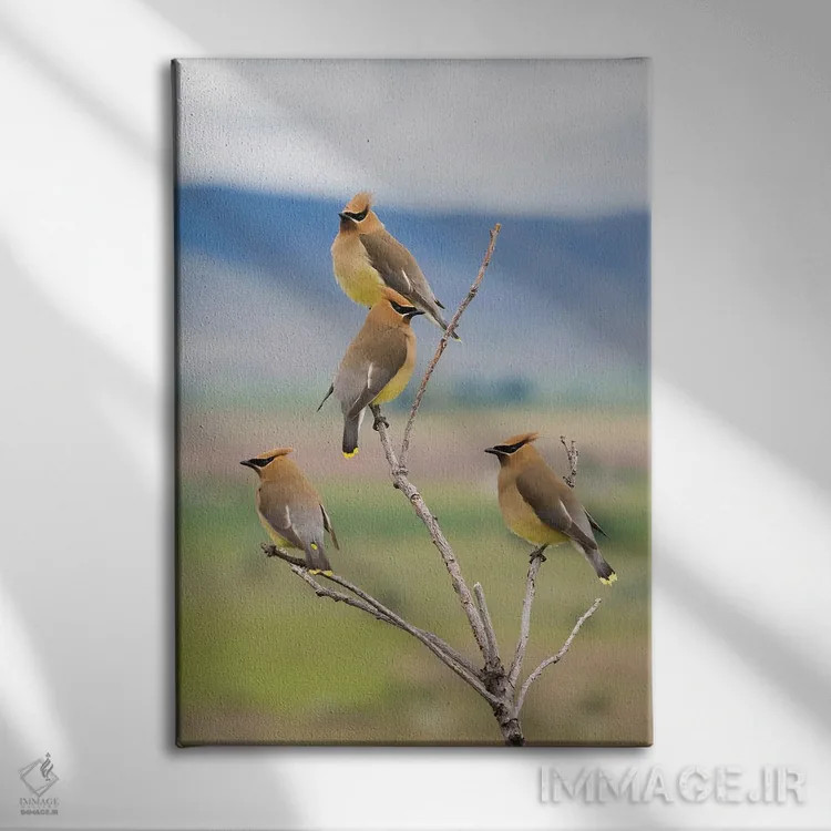 تابلو دکوراتیو Spring Migration,سدار وکس وینگ ها، مهاجرت بهاری اثر کن آرچر - نمای روبهرو روی دیوار