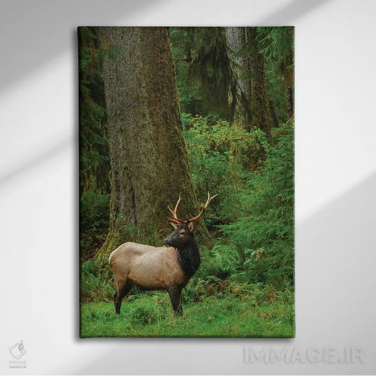 تابلو دکوراتیو Pacific Northwest Rainforest I,گوزن شاخ پهن روزولت نر، جنگل بار… اثر کن آرچر - نمای روبهرو روی دیوار