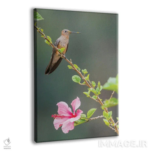 تابلو دکوراتیو Peru,مرغ مگس خوار غول پیکر در حالت زیبا روی شاخه ای گلدار نزدیک… اثر کن آرچر - نمای پرسپکتیو محصول