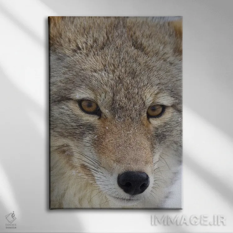 تابلو دکوراتیو نمای نزدیک کایوت اثر کن آرچر - نمای روبهرو روی دیوار