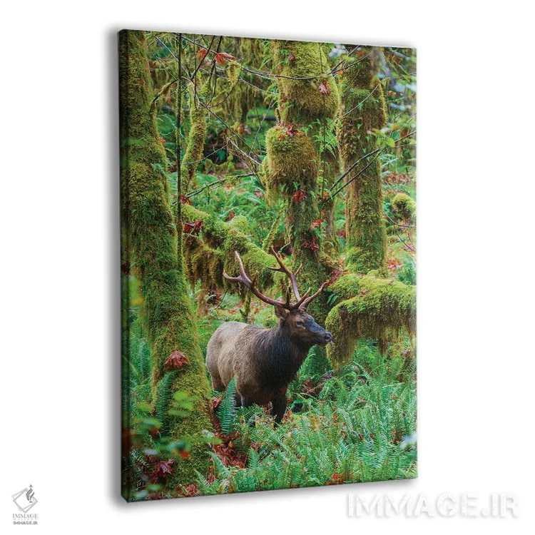 تابلو دکوراتیو USA, Washington State. Olympic National Park,گوزن شاخ پهن روزول… اثر کن آرچر - نمای پرسپکتیو محصول