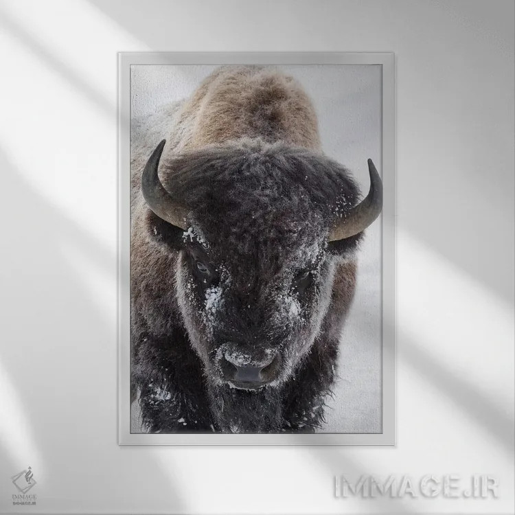 تابلو دکوراتیو Yellowstone National Park,گاومیش کوهان دار آمریکایی، پارک ملی ی… اثر کن آرچر - نمای قابدار سفید