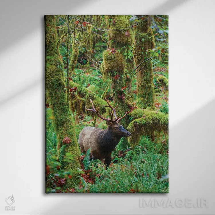 تابلو دکوراتیو USA, Washington State. Olympic National Park,گوزن شاخ پهن روزول… اثر کن آرچر - نمای روبهرو روی دیوار