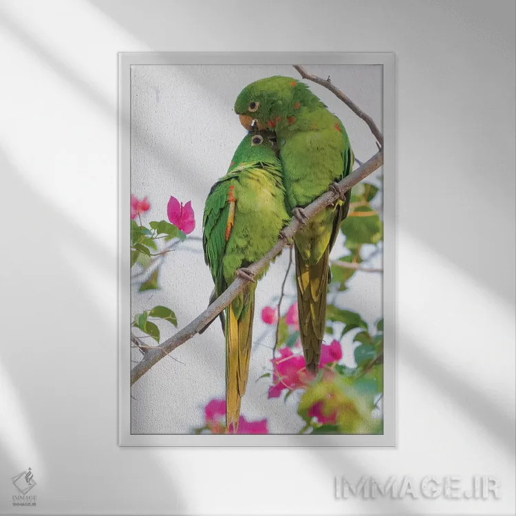 تابلو دکوراتیو پاراکیت چشم سفید مشغول تیمار یکدیگر اثر کن آرچر - نمای قابدار سفید
