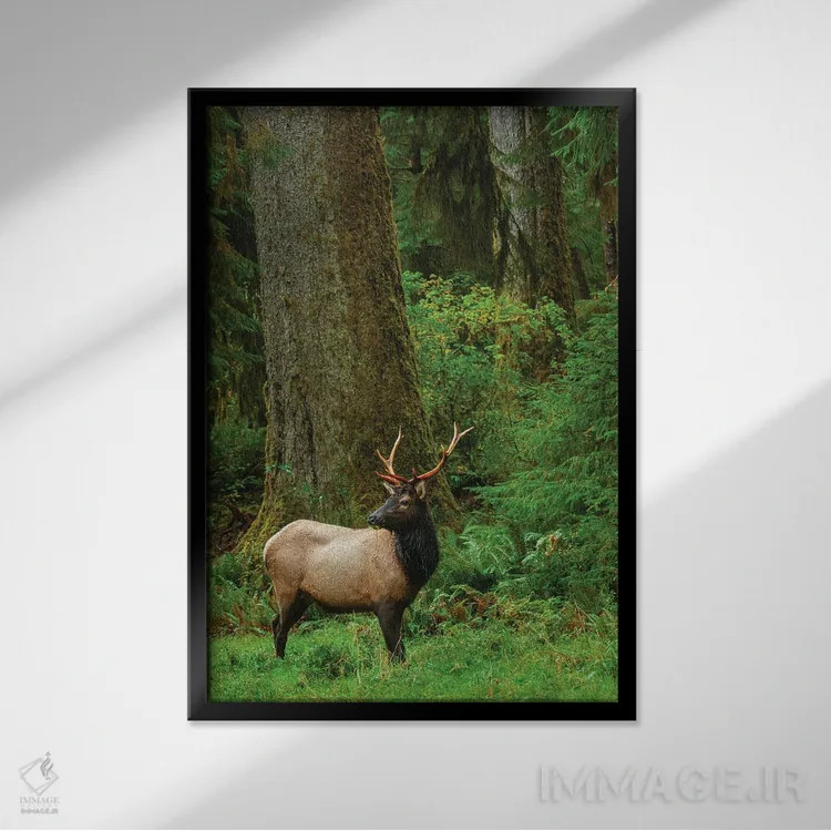 تابلو دکوراتیو Pacific Northwest Rainforest I,گوزن شاخ پهن روزولت نر، جنگل بار… اثر کن آرچر - نمای قابدار مشکی