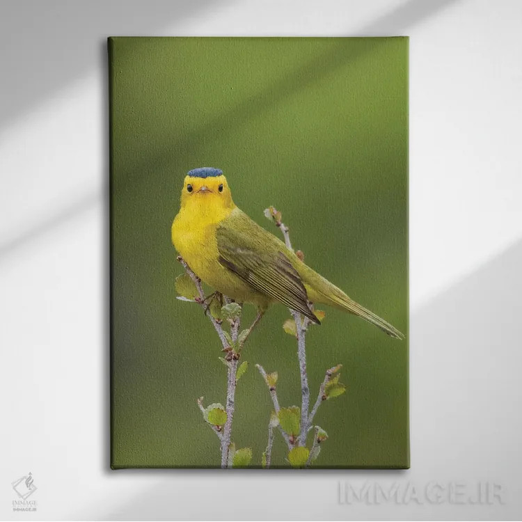 تابلو دکوراتیو چکچک ویلسون اثر کن آرچر - نمای روبهرو روی دیوار