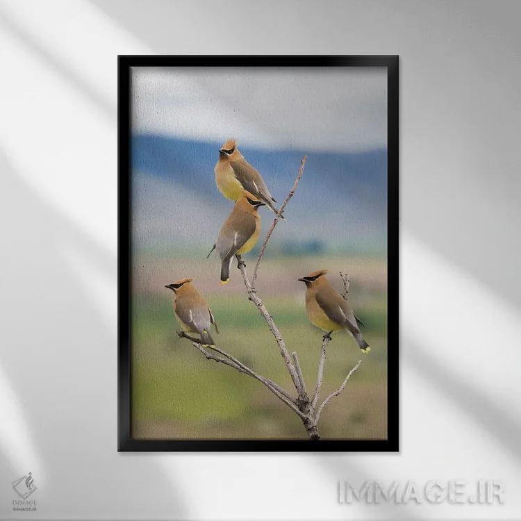 تابلو دکوراتیو Spring Migration,سدار وکس وینگ ها، مهاجرت بهاری اثر کن آرچر - نمای قابدار مشکی
