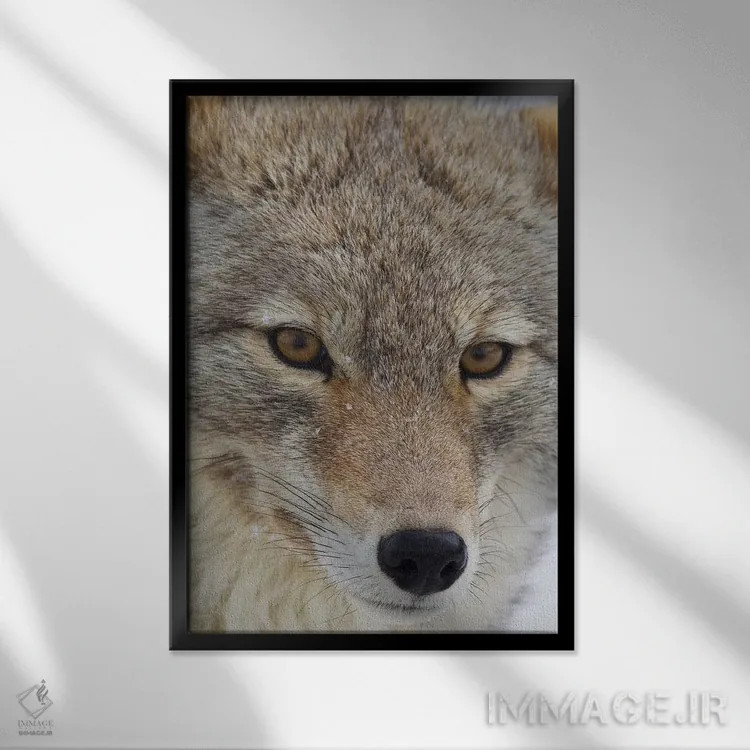 تابلو دکوراتیو نمای نزدیک کایوت اثر کن آرچر - نمای قابدار مشکی