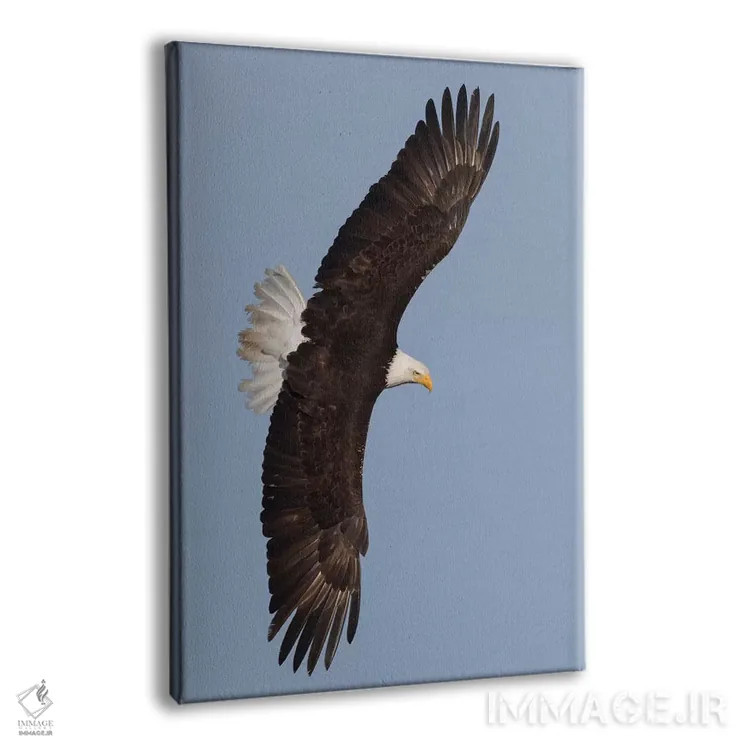 تابلو دکوراتیو عقاب سرسفید در حال پرواز اثر کن آرچر - نمای پرسپکتیو محصول